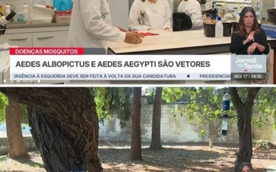 Tiger Mosquito population increases in Portugal
